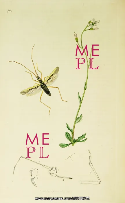 : Curtis British Entomology Plate 701 : Curtis British Entomology Plate 701