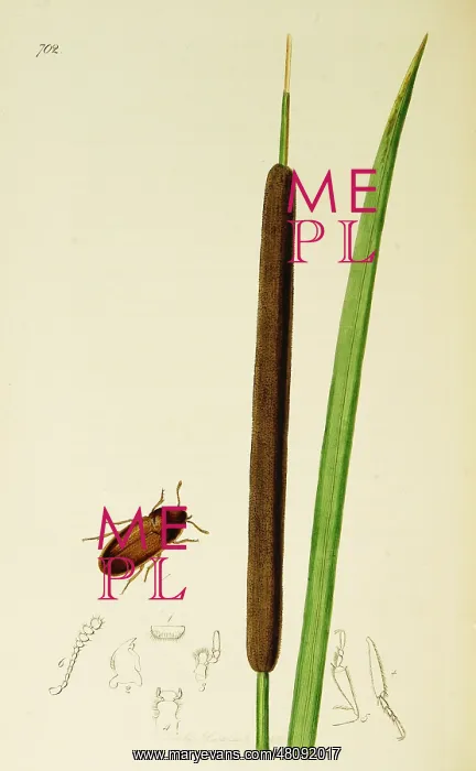 : Curtis British Entomology Plate 702 : Curtis British Entomology Plate 702