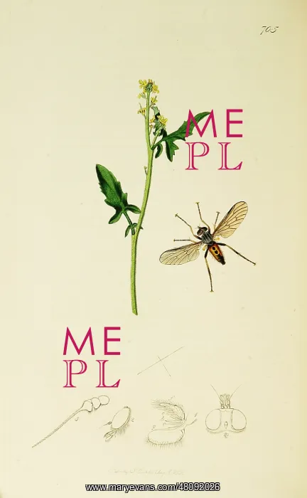 : Curtis British Entomology Plate 705 : Curtis British Entomology Plate 705