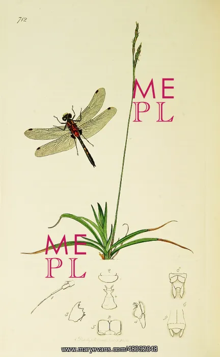 : Curtis British Entomology Plate 712 : Curtis British Entomology Plate 712