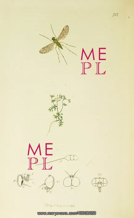 : Curtis British Entomology Plate 713 : Curtis British Entomology Plate 713