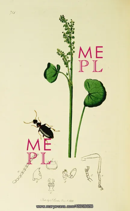 : Curtis British Entomology Plate 714 : Curtis British Entomology Plate 714