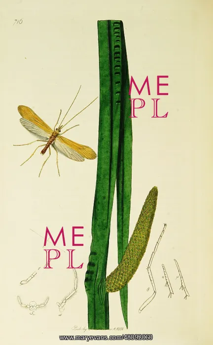: Curtis British Entomology Plate 716 : Curtis British Entomology Plate 716