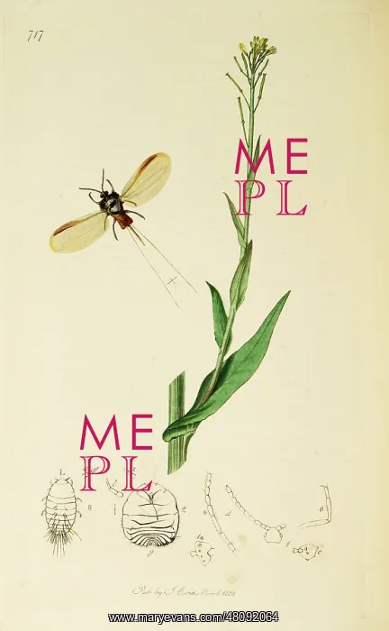 : Curtis British Entomology Plate 717 : Curtis British Entomology Plate 717