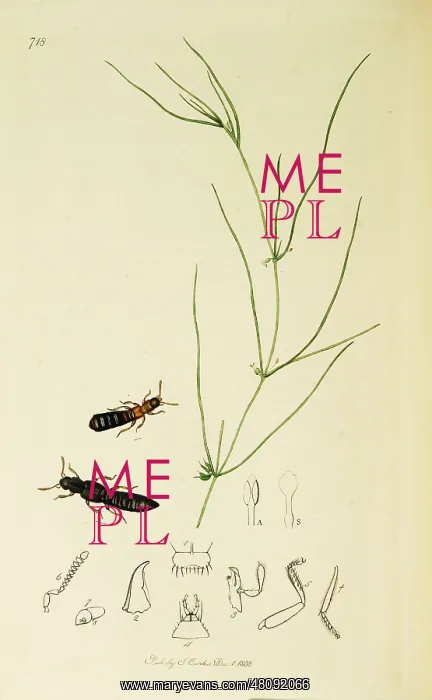 : Curtis British Entomology Plate 718 : Curtis British Entomology Plate 718
