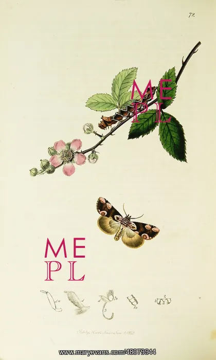 : Curtis British Entomology Plate 72 : Curtis British Entomology Plate 72
