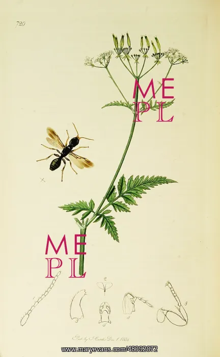  : Curtis British Entomology Plate 720
