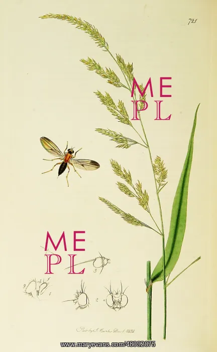 : Curtis British Entomology Plate 721 : Curtis British Entomology Plate 721