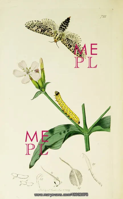 : Curtis British Entomology Plate 722 : Curtis British Entomology Plate 722