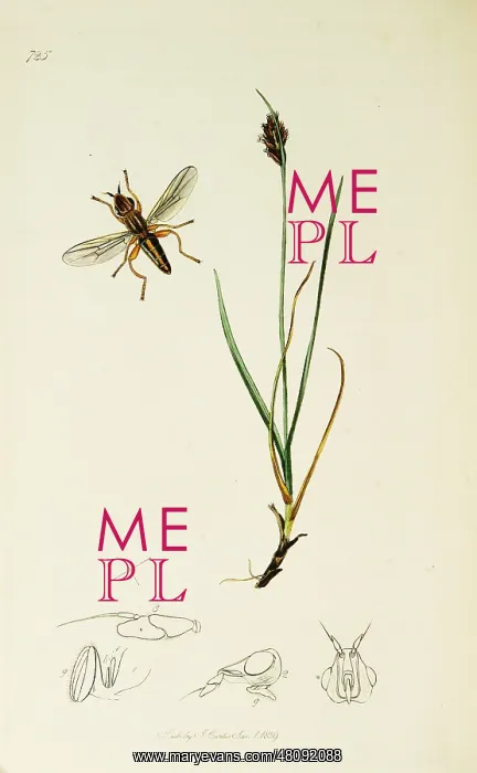 : Curtis British Entomology Plate 725 : Curtis British Entomology Plate 725