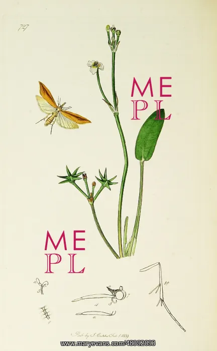 : Curtis British Entomology Plate 727 : Curtis British Entomology Plate 727