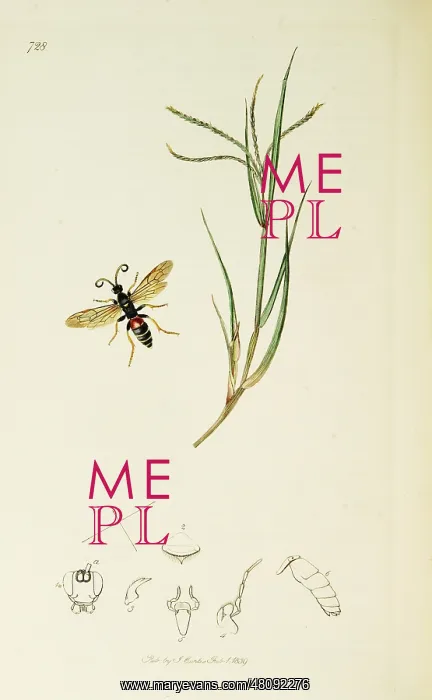  : Curtis British Entomology Plate 728