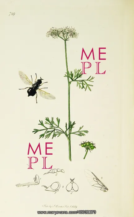 : Curtis British Entomology Plate 729 : Curtis British Entomology Plate 729