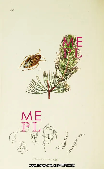 : Curtis British Entomology Plate 730 : Curtis British Entomology Plate 730