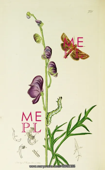 : Curtis British Entomology Plate 731 : Curtis British Entomology Plate 731
