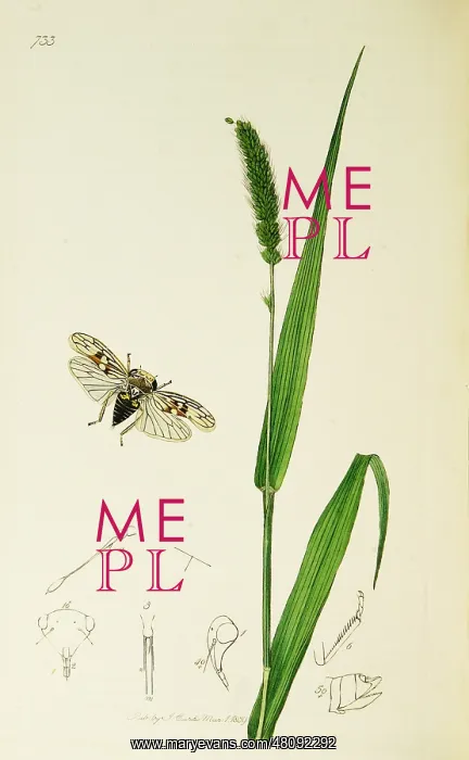 : Curtis British Entomology Plate 733 : Curtis British Entomology Plate 733