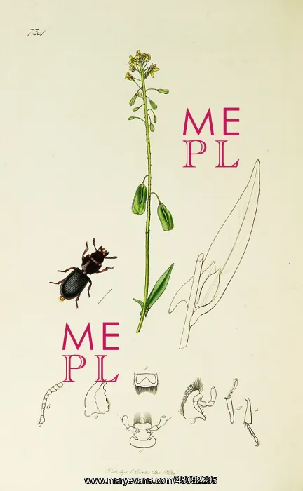 : Curtis British Entomology Plate 734 : Curtis British Entomology Plate 734