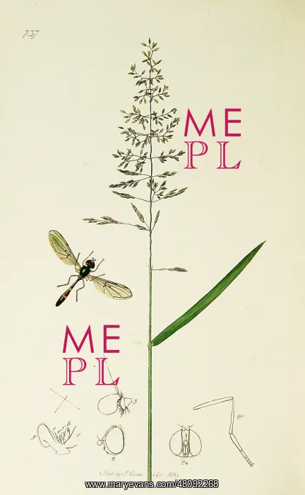 : Curtis British Entomology Plate 737 : Curtis British Entomology Plate 737