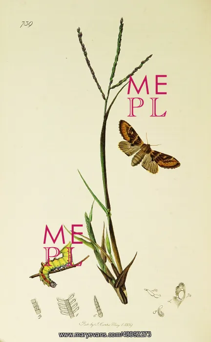 : Curtis British Entomology Plate 739 : Curtis British Entomology Plate 739