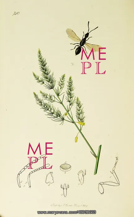  : Curtis British Entomology Plate 740
