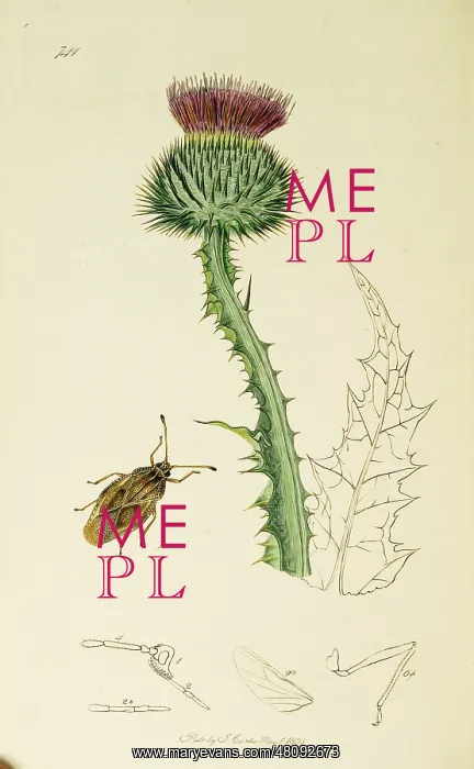 : Curtis British Entomology Plate 741 : Curtis British Entomology Plate 741
