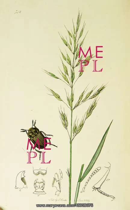 : Curtis British Entomology Plate 742 : Curtis British Entomology Plate 742