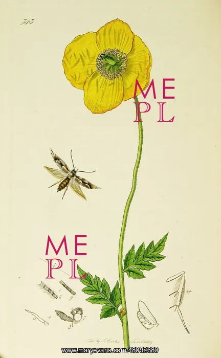 : Curtis British Entomology Plate 743 : Curtis British Entomology Plate 743