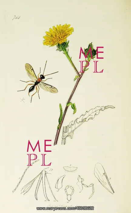 : Curtis British Entomology Plate 744 : Curtis British Entomology Plate 744
