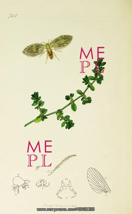: Curtis British Entomology Plate 745 : Curtis British Entomology Plate 745