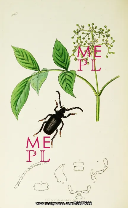  : Curtis British Entomology Plate 746