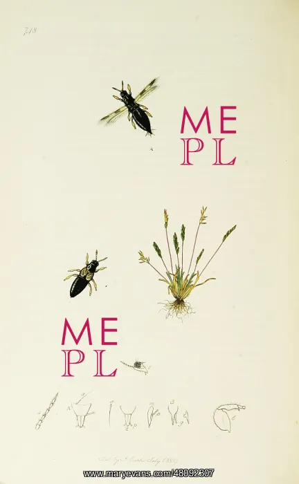  : Curtis British Entomology Plate 748