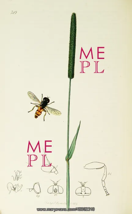 : Curtis British Entomology Plate 749 : Curtis British Entomology Plate 749