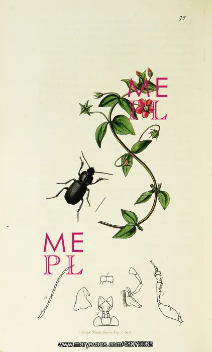 : Curtis British Entomology Plate 75 : Curtis British Entomology Plate 75