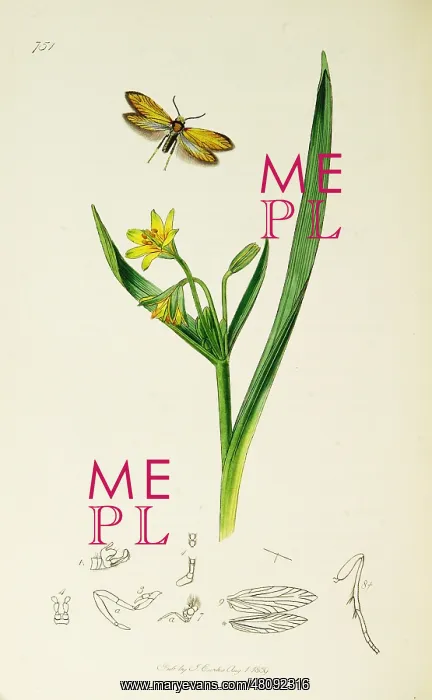 : Curtis British Entomology Plate 751 : Curtis British Entomology Plate 751