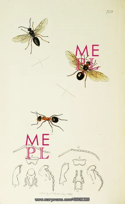  : Curtis British Entomology Plate 752