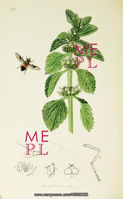 : Curtis British Entomology Plate 753 : Curtis British Entomology Plate 753