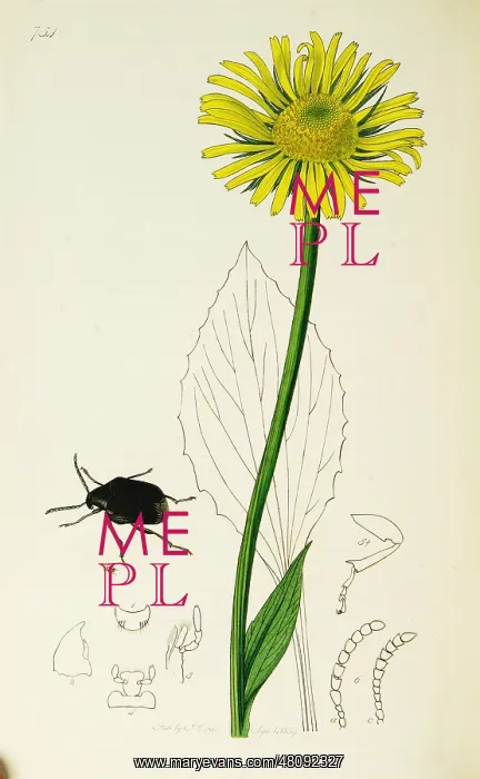: Curtis British Entomology Plate 754 : Curtis British Entomology Plate 754