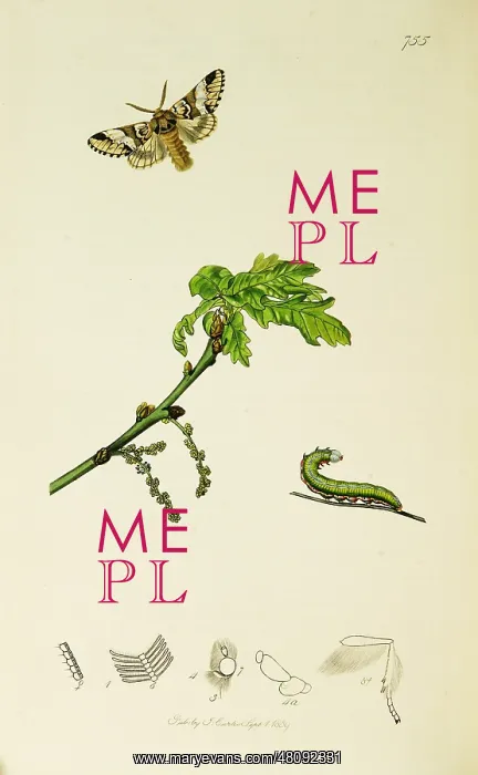 : Curtis British Entomology Plate 755 : Curtis British Entomology Plate 755