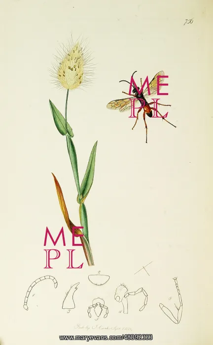 : Curtis British Entomology Plate 756 : Curtis British Entomology Plate 756