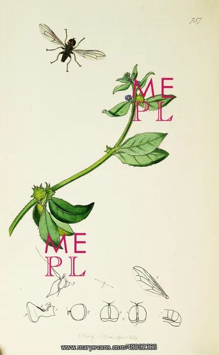 : Curtis British Entomology Plate 757 : Curtis British Entomology Plate 757