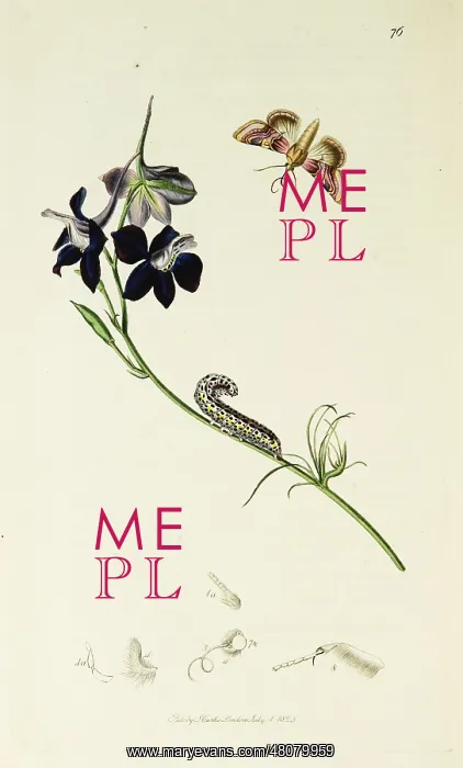 : Curtis British Entomology Plate 76 : Curtis British Entomology Plate 76
