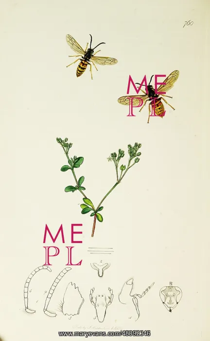 : Curtis British Entomology Plate 760 : Curtis British Entomology Plate 760