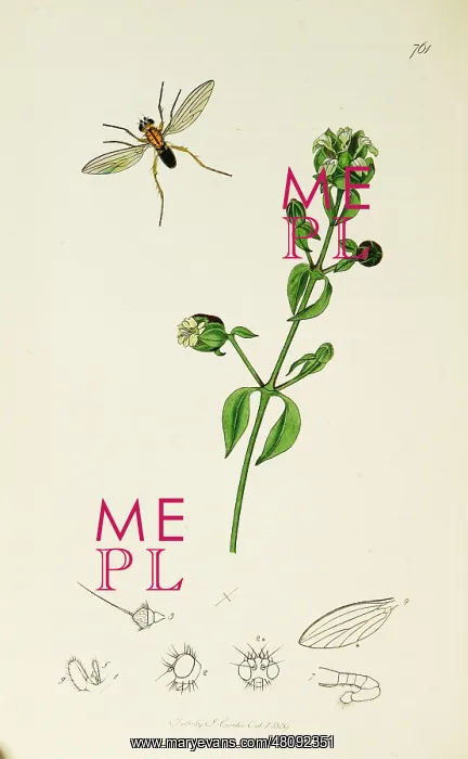 : Curtis British Entomology Plate 761 : Curtis British Entomology Plate 761