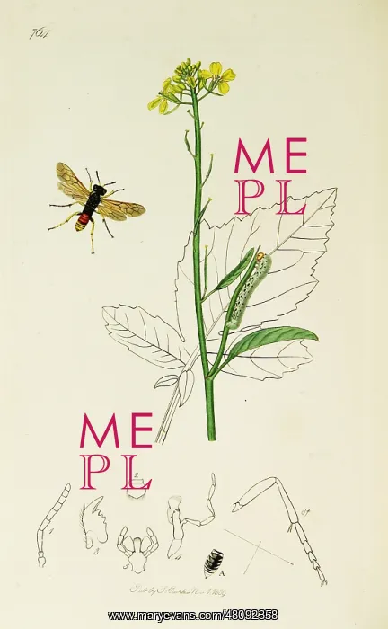 : Curtis British Entomology Plate 764 : Curtis British Entomology Plate 764