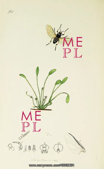 : Curtis British Entomology Plate 765 : Curtis British Entomology Plate 765