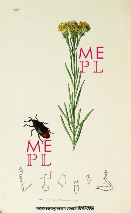  : Curtis British Entomology Plate 766