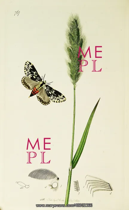 : Curtis British Entomology Plate 767 : Curtis British Entomology Plate 767