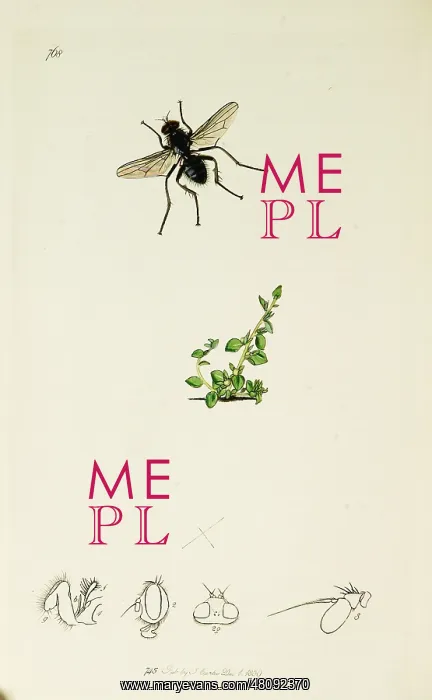  : Curtis British Entomology Plate 768