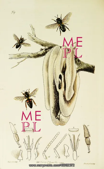 : Curtis British Entomology Plate 769 : Curtis British Entomology Plate 769