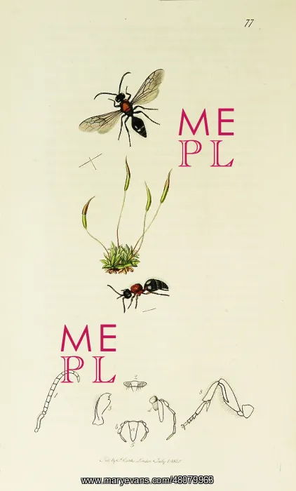 : Curtis British Entomology Plate 77 : Curtis British Entomology Plate 77